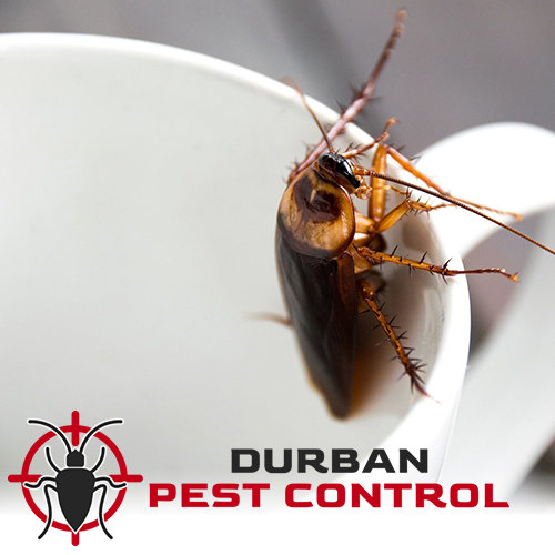 pest control durban